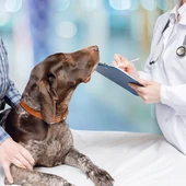 Recuerdan la obligatoriedad de vacunar contra la rabia a perros, gatos y hurones Recuerdan la obligatoriedad de vacunar contra la rabia a perros, gatos y hurones