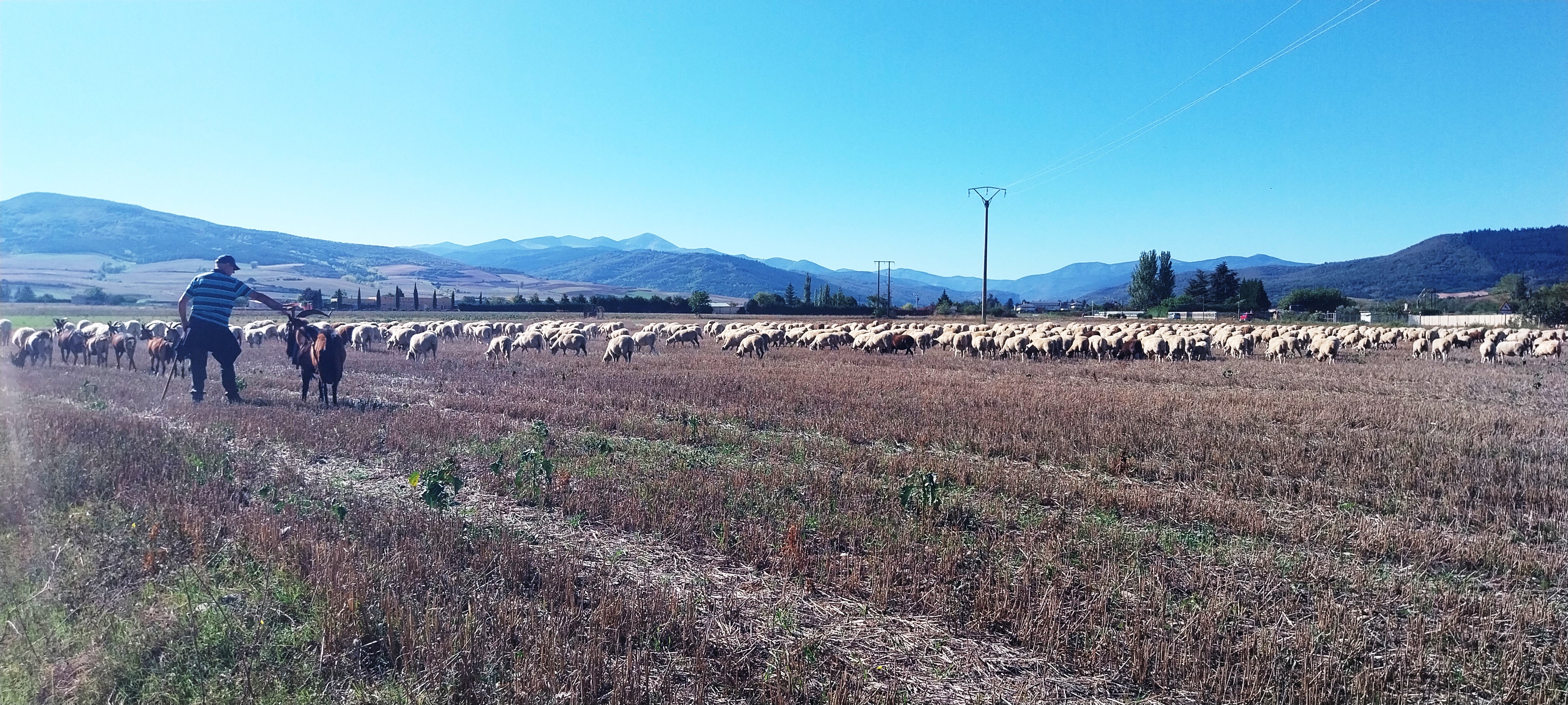 Mil ovejas se van de Santo Domingo de la Calzada a Matute en busca de mejores pastos Mil ovejas se van de Santo Domingo de la Calzada a Matute en busca de mejores pastos