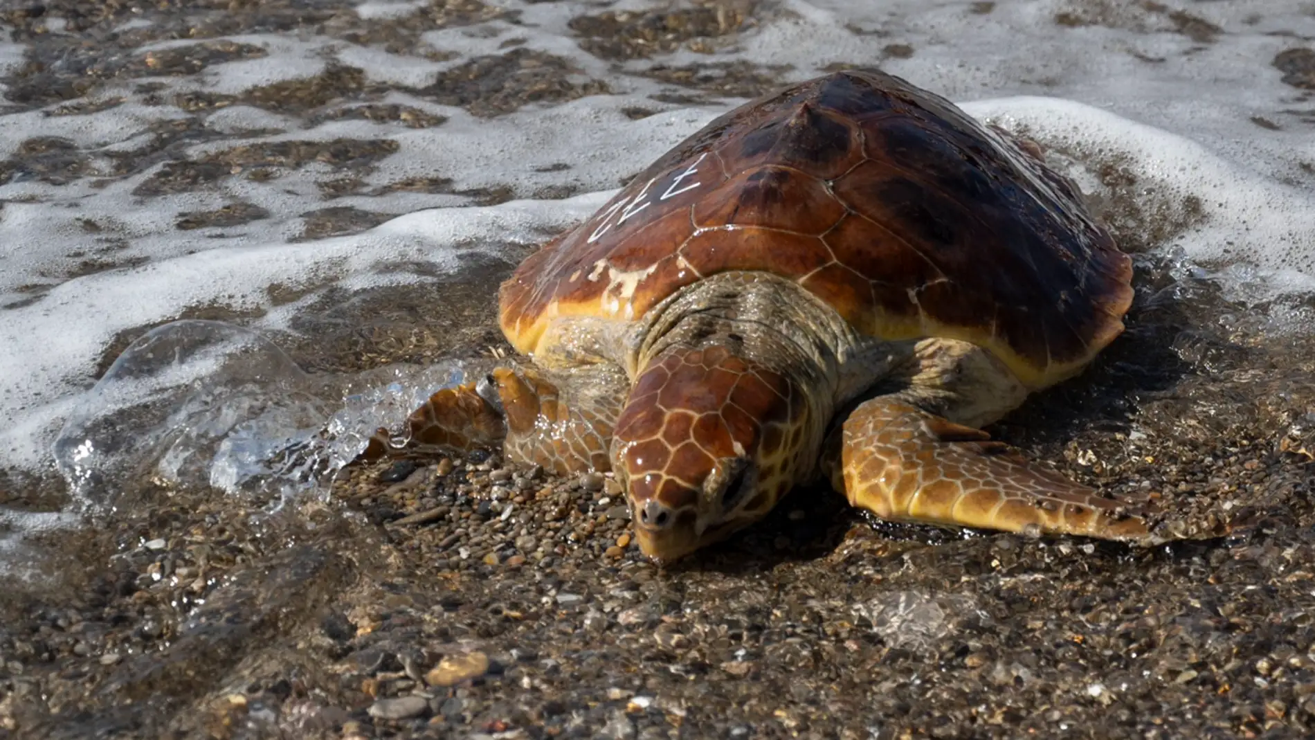  Sueltan al mar en Almassora a la tortuga “Benafelí”, recuperada en el Oceanogràfic de Valencia