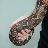La nueva ley prohíbe la tenencia de reptiles de más de dos kilos