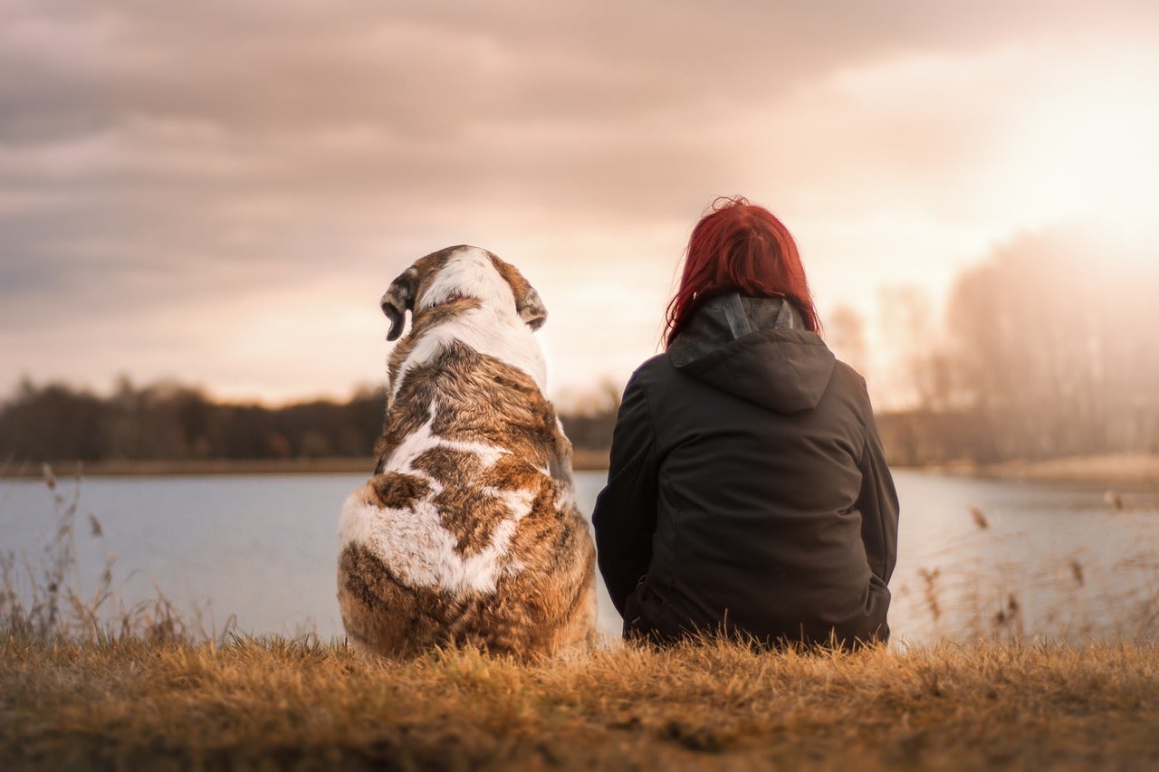 Qué cubre el seguro obligatorio para perros de la nueva ley animal Qué cubre el seguro obligatorio para perros de la nueva ley animal