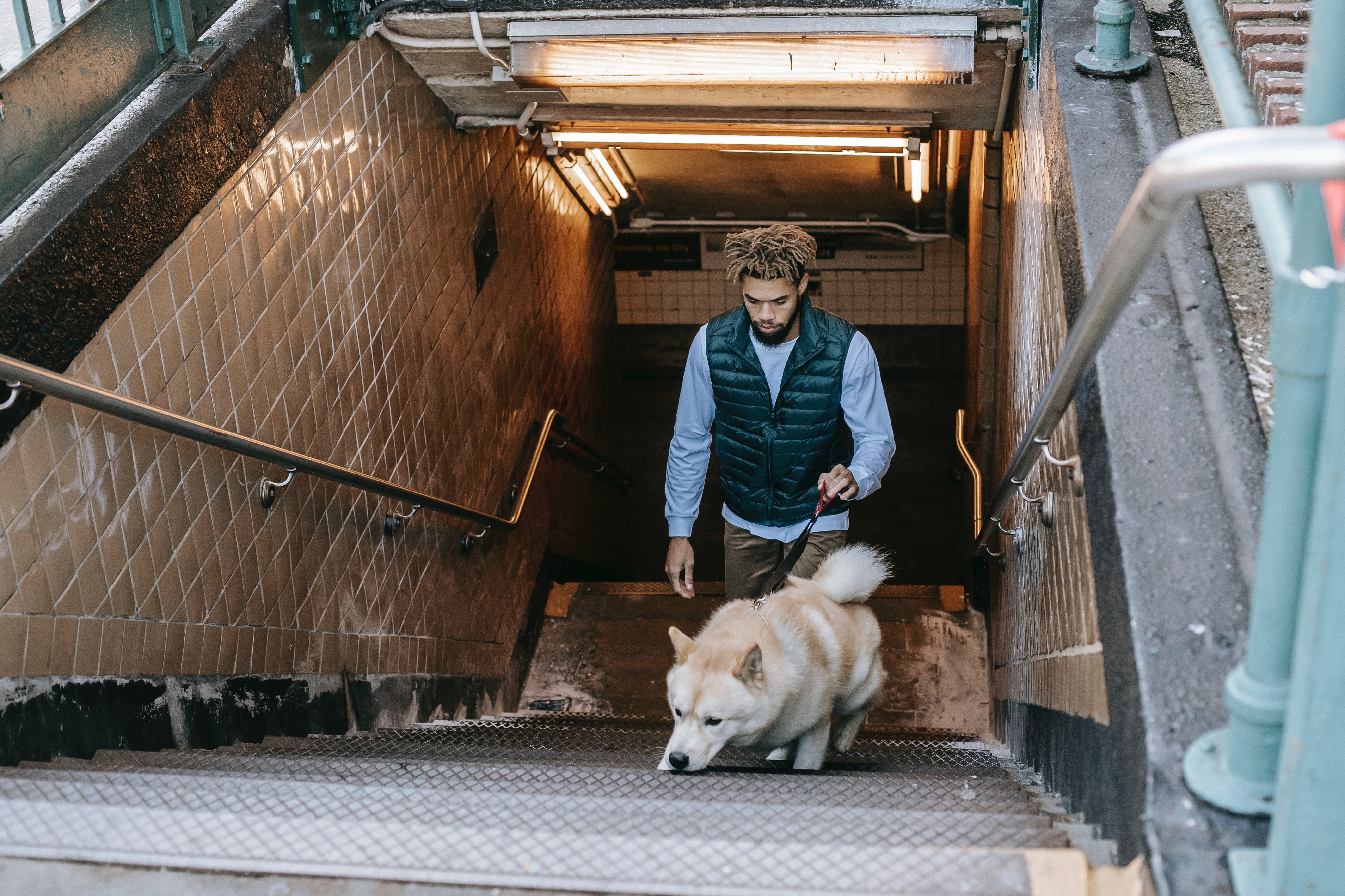 Así deberás llevar a tu perro o gato en transporte público con la nueva ley animal Así deberás llevar a tu perro o gato en transporte público con la nueva ley animal