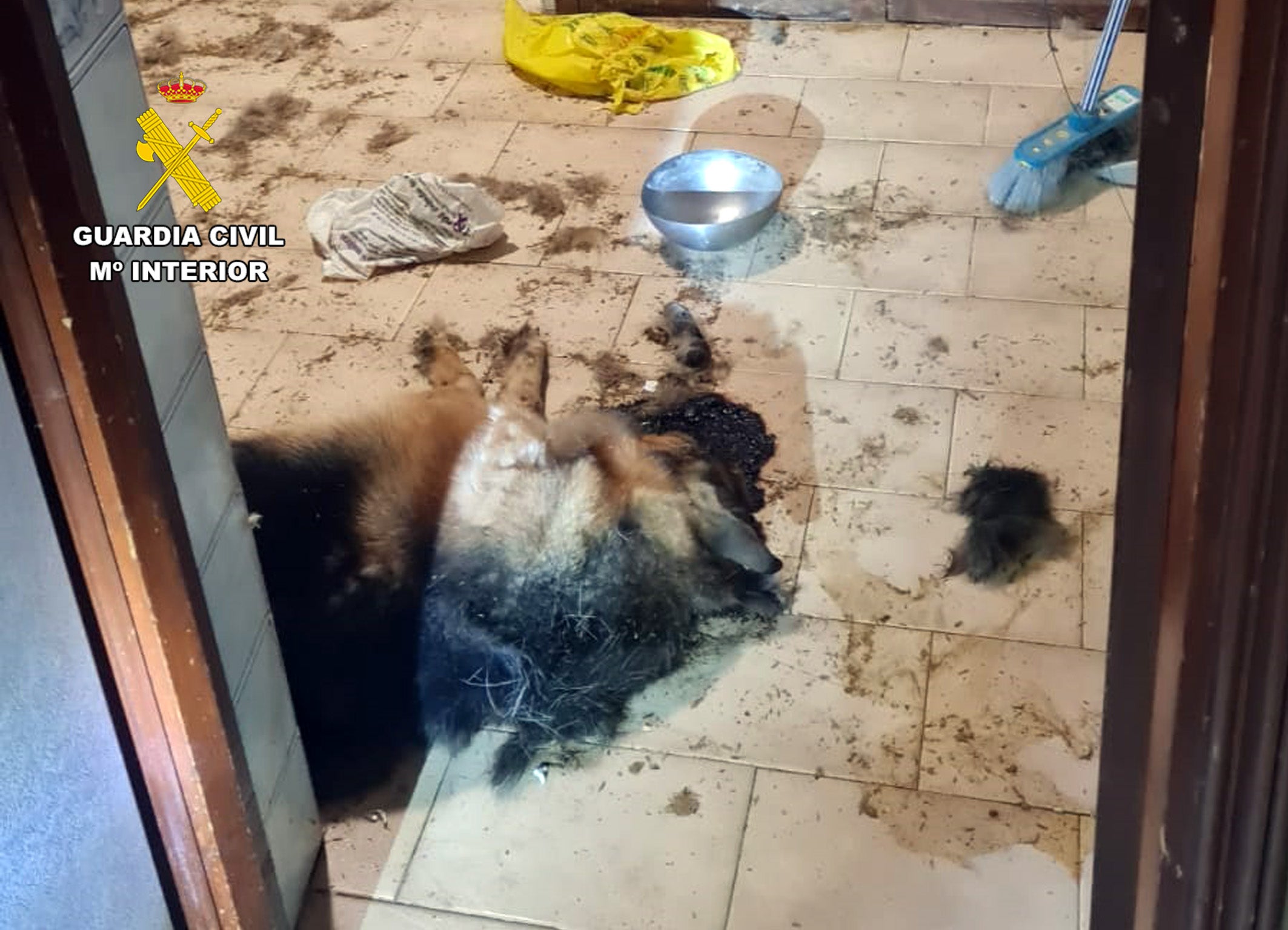 Abandonó a su perro sin ningún tipo de alimento falleciendo de inanición Abandonó a su perro sin ningún tipo de alimento falleciendo de inanición
