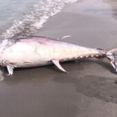 WWF y ANSE exigen que se investiguen las causas de la mortalidad de atunes en las costas murcianas