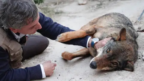 Raúl Mérida Animales salvajes
