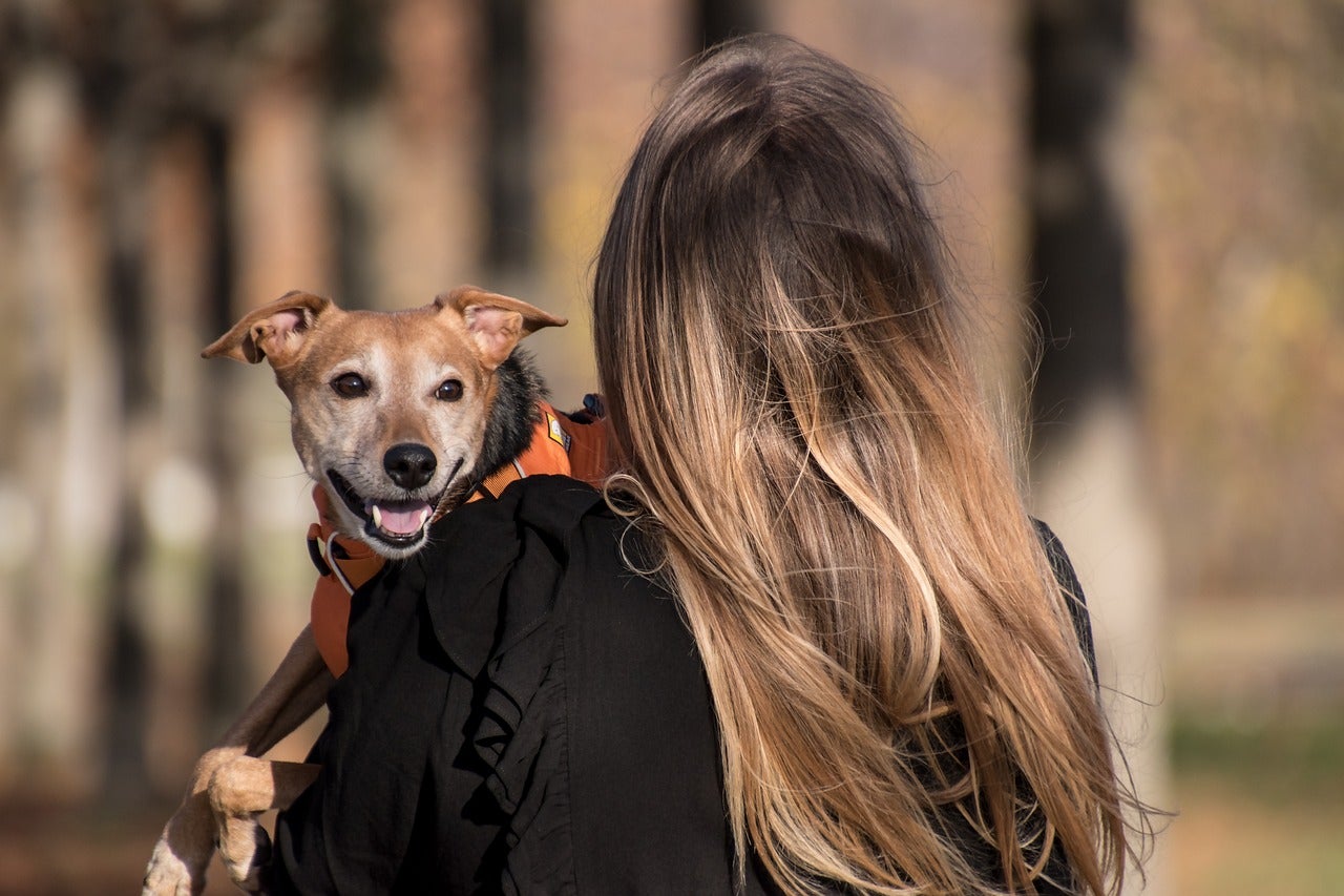 ¿Es obligatorio el seguro para perros? Quién debe hacerlo y cuándo entra en vigor ¿Es obligatorio el seguro para perros? Quién debe hacerlo y cuándo entra en vigor