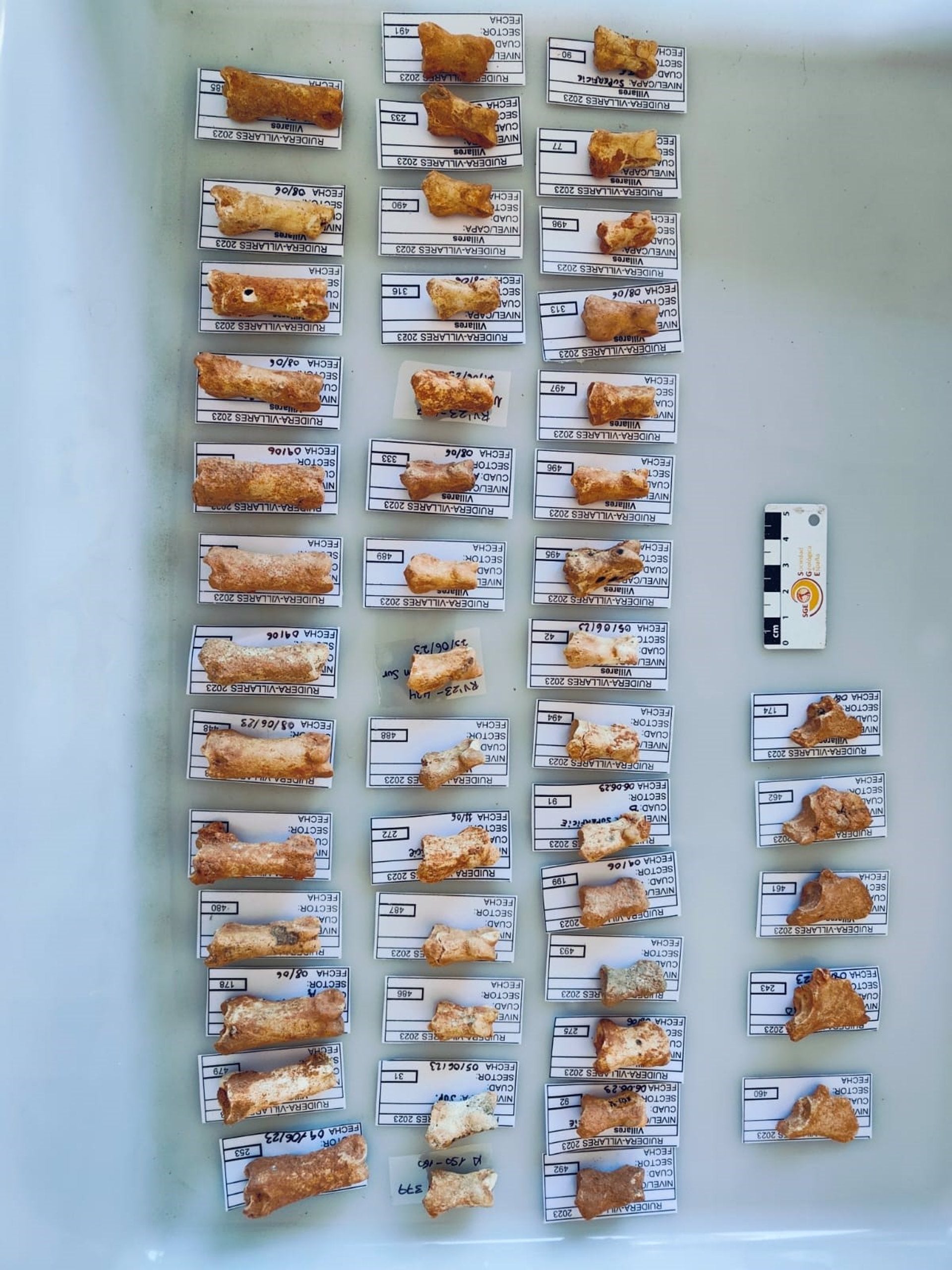 El hallazgo de mil fósiles, resultado de una excavación en Ruidera El hallazgo de mil fósiles, resultado de una excavación en Ruidera