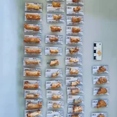 Fósiles encontrados en Ruidera Fósiles encontrados en Ruidera