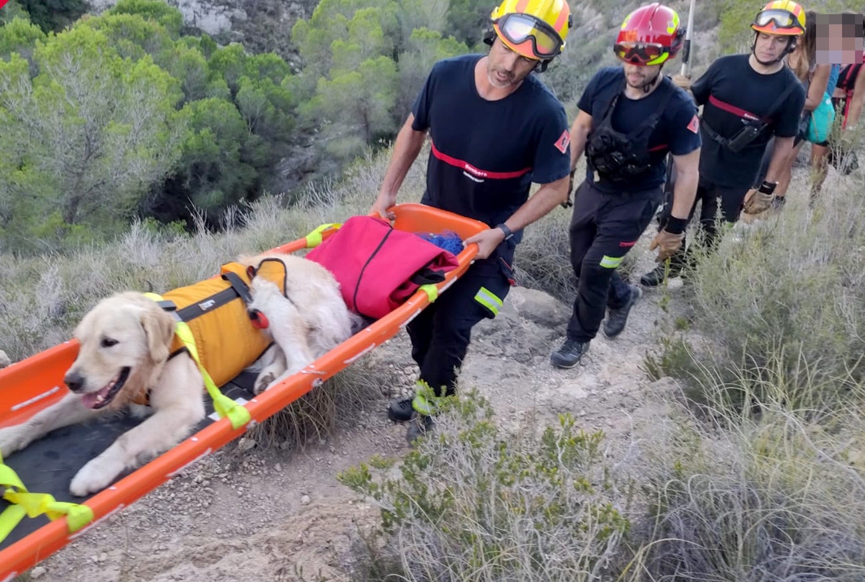 El curioso rescate a un perro en Serra Gelada que no pudo seguir andando con sus dueños por cansancio El curioso rescate a un perro en Serra Gelada que no pudo seguir andando con sus dueños por cansancio