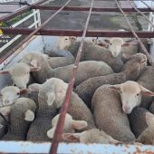 Tres personas detenidos por robar 28 corderos de una finca en Logrosán 