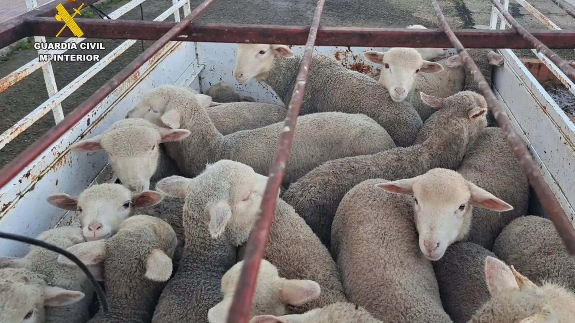 Tres personas detenidos por robar 28 corderos de una finca en Logrosán 