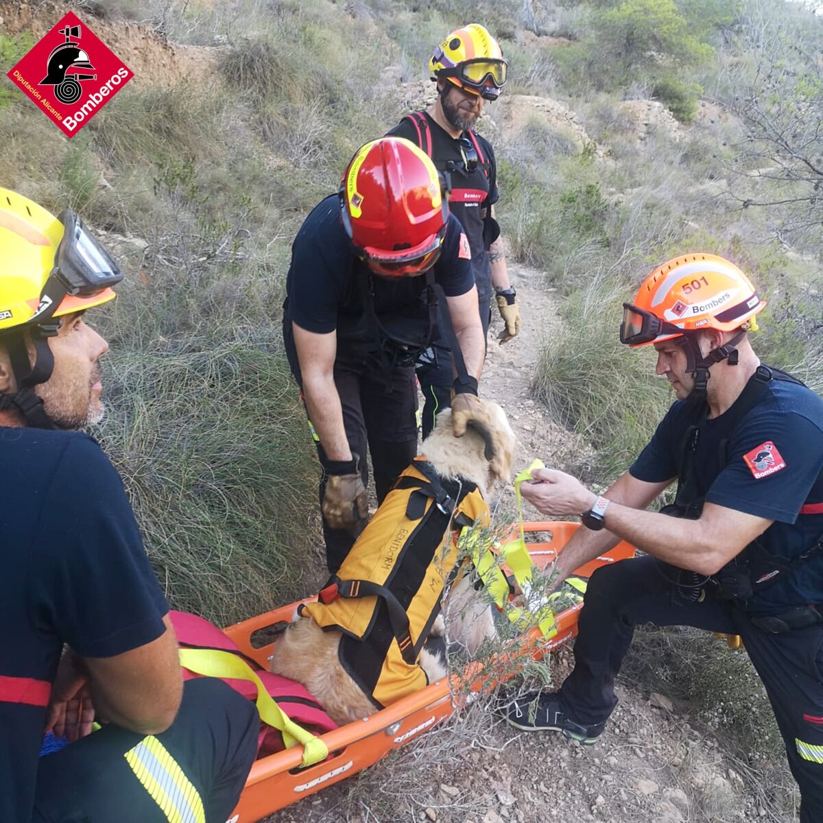 El curioso rescate a un perro en Serra Gelada que no pudo seguir andando con sus dueños por cansancio | Onda Cero Radio