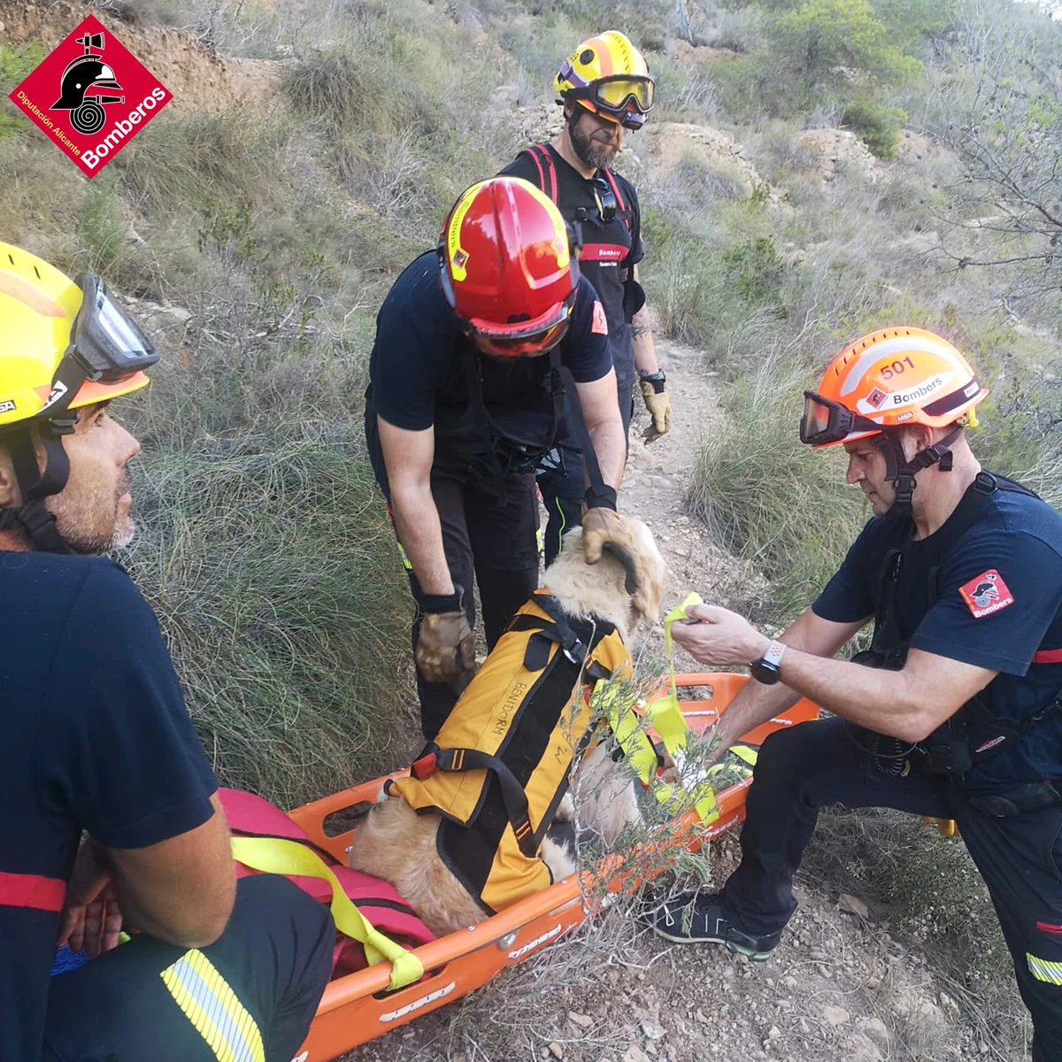 El curioso rescate a un perro en Serra Gelada que no pudo seguir andando con sus dueños por cansancio | Onda Cero Radio