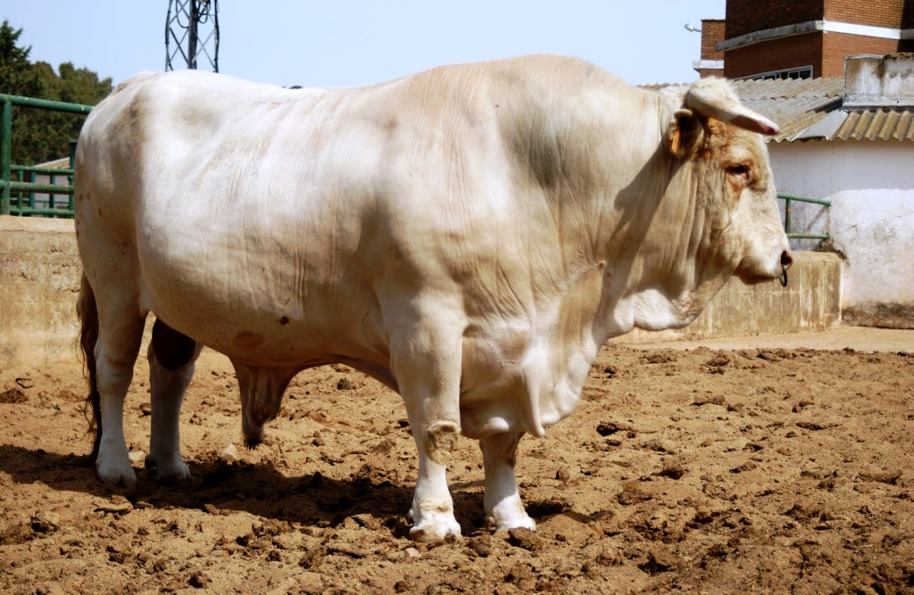 Se destinarán 1,2 millones en ayudas para la cría en Extremadura de razas ganaderas autóctonas del país Se destinarán 1,2 millones en ayudas para la cría en Extremadura de razas ganaderas autóctonas del país