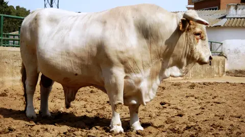 Se destinarán 1,2 millones en ayudas para la cría en Extremadura de razas ganaderas autóctonas del país Se destinarán 1,2 millones en ayudas para la cría en Extremadura de razas ganaderas autóctonas del país