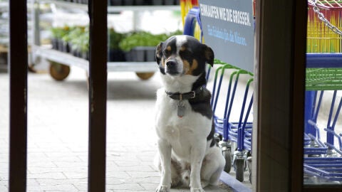 Perro esperando a la puerta de un establecimiento