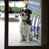 Perro esperando a la puerta de un establecimiento