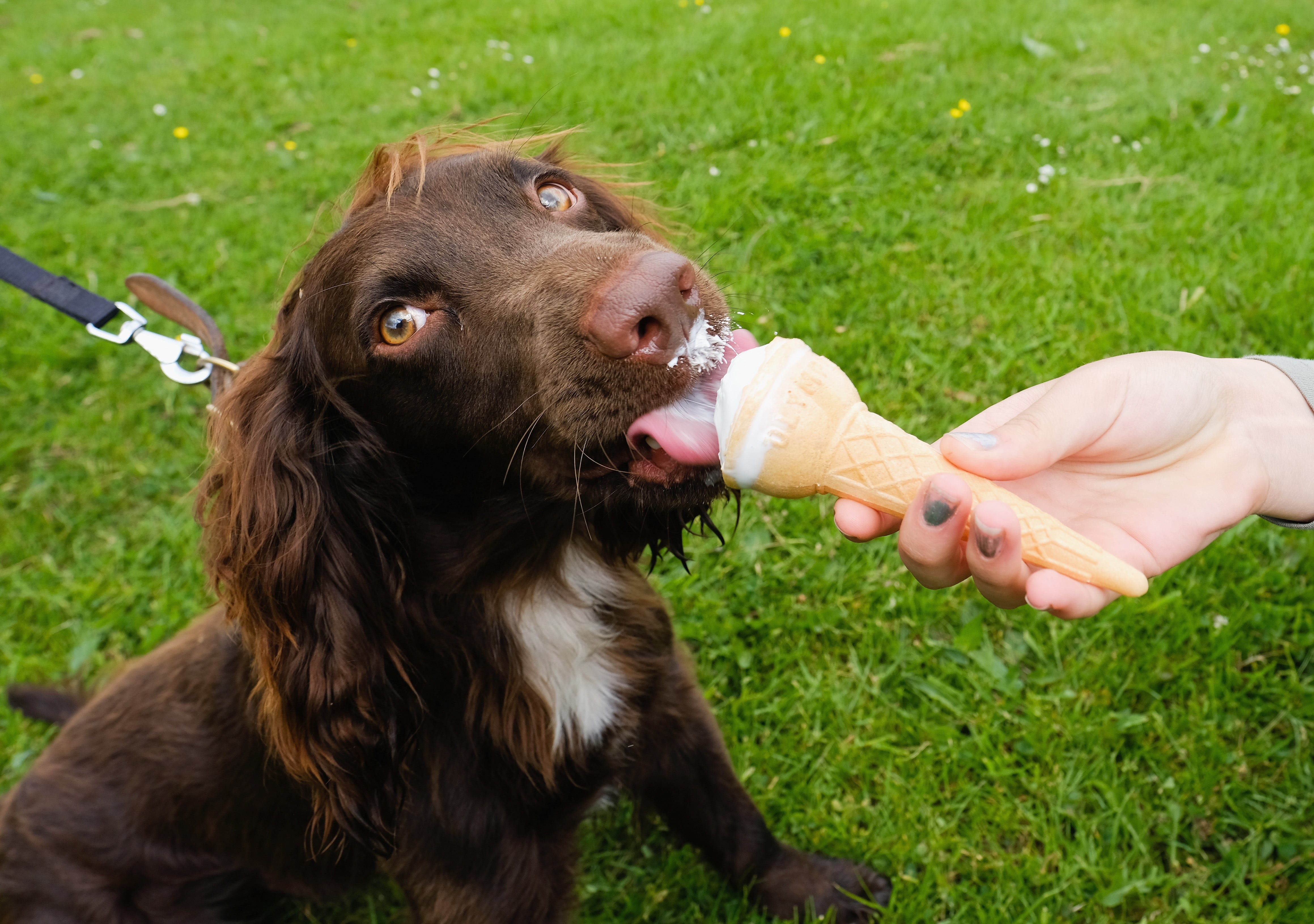Estos son los alimentos que nunca le debes dar a tu perro: son un riesgo para su salud Estos son los alimentos que nunca le debes dar a tu perro: son un riesgo para su salud