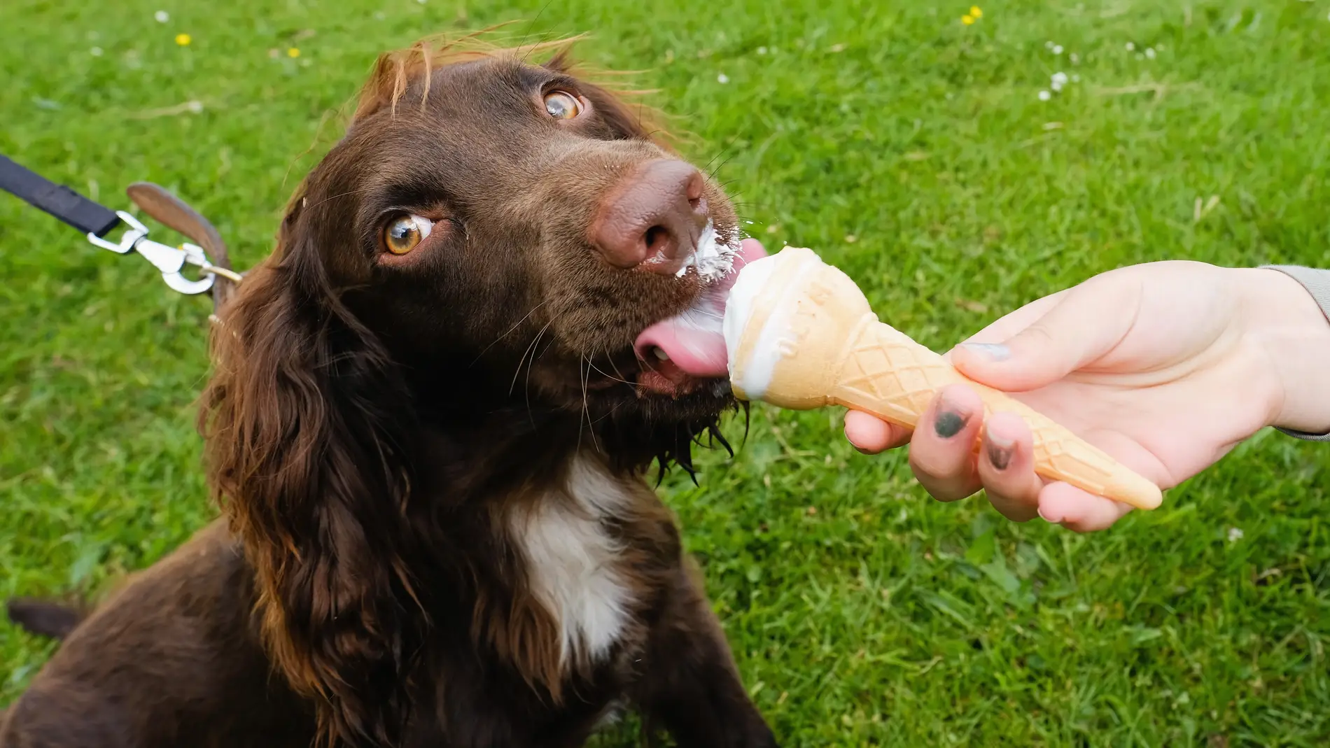 Estos son los alimentos que nunca le debes dar a tu perro: son un riesgo para su salud