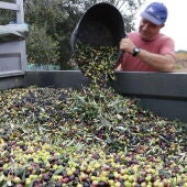 Els pagesos catalans preveuen unes pèrdues en el cultiu d’oliva d’entre un 60 i un 90% per la sequera