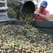 Els pagesos catalans preveuen unes pèrdues en el cultiu d’oliva d’entre un 60 i un 90% per la sequera Els pagesos catalans preveuen unes pèrdues en el cultiu d’oliva d’entre un 60 i un 90% per la sequera