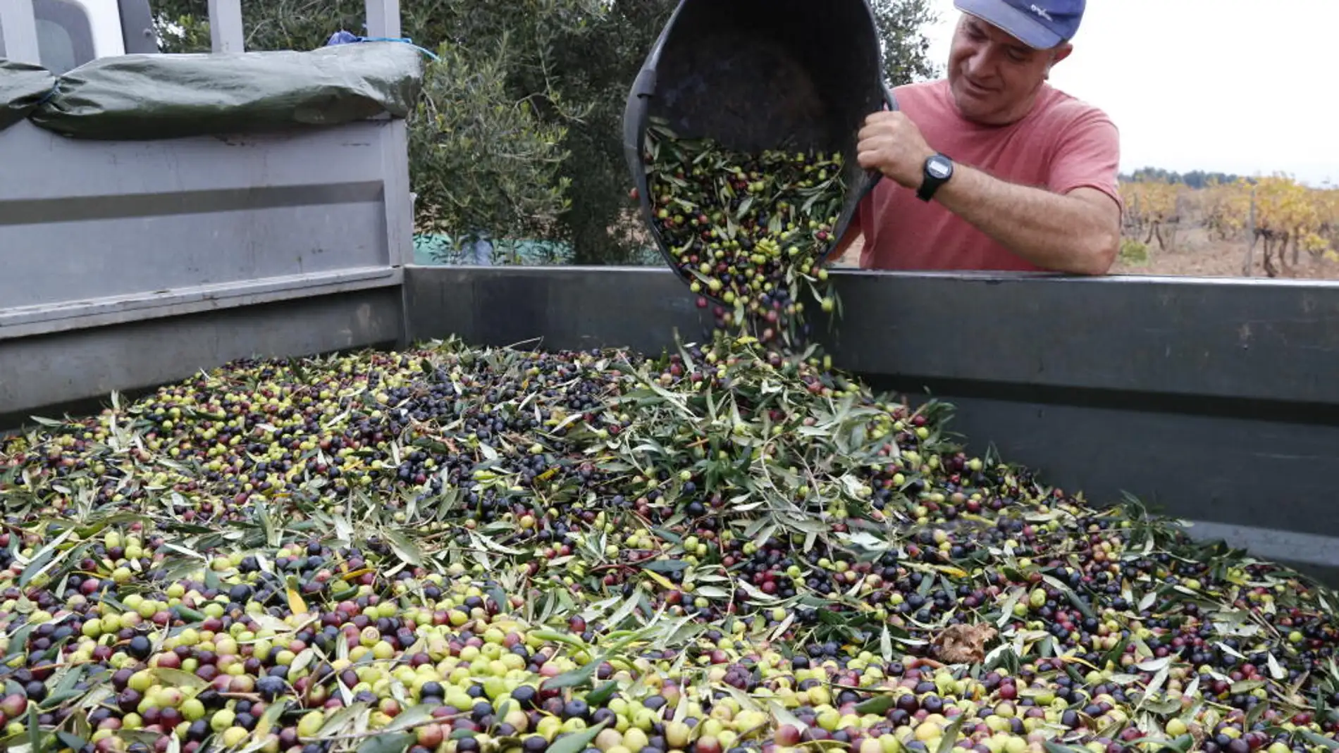 Els pagesos catalans preveuen unes pèrdues en el cultiu d’oliva d’entre un 60 i un 90% per la sequera