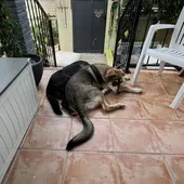 Confrides estrena nueva ordenanza para mascotas Confrides estrena nueva ordenanza para mascotas