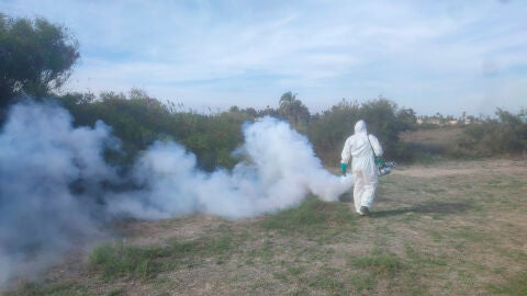 Tratamiento antimosquitos del Ayuntamiento de Sagunto