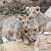 Nacen tres leones africanos en Terra Natura
