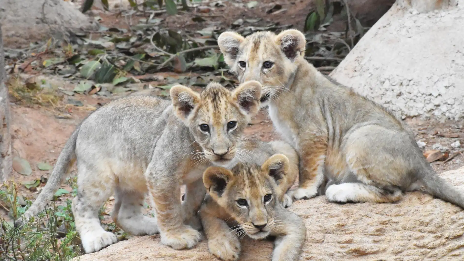 Nacen tres leones africanos en Terra Natura