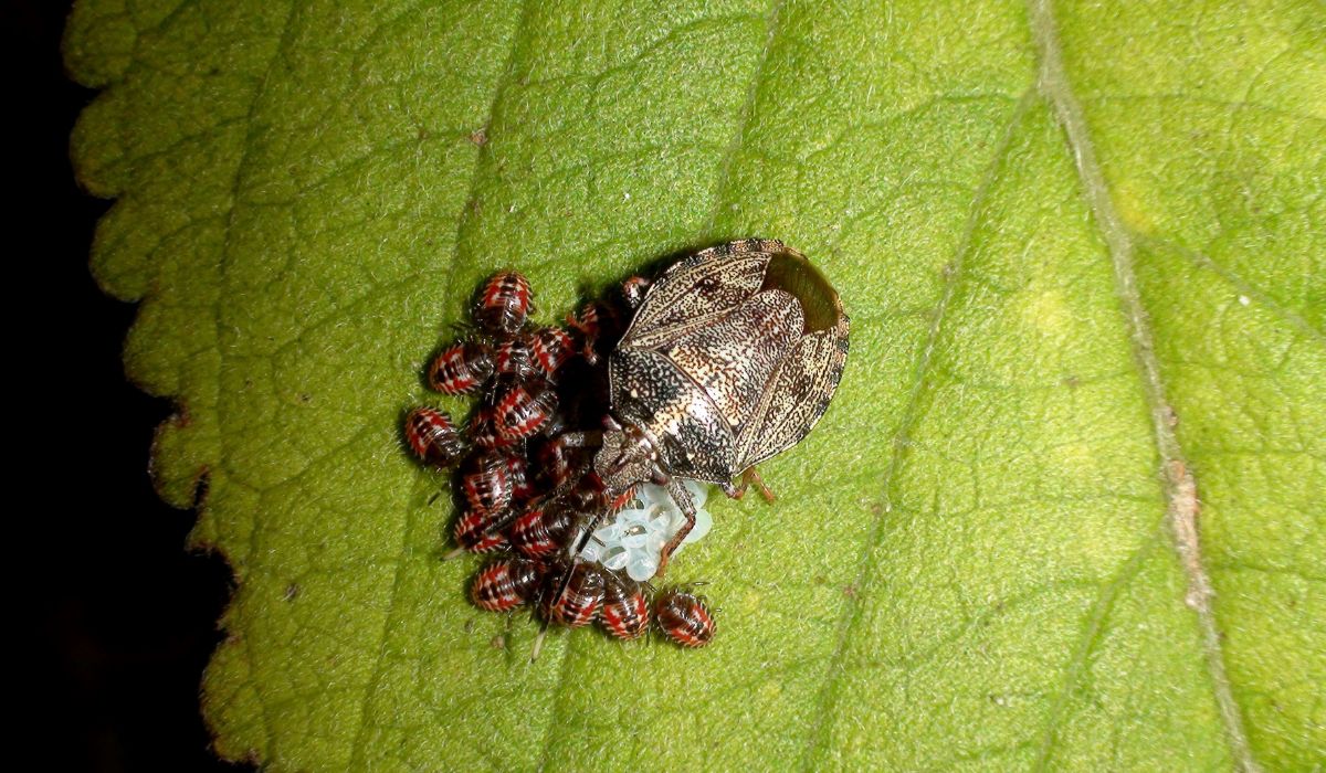 “Los chinches se han multiplicado por 20 en los últimos 5 años” “Los chinches se han multiplicado por 20 en los últimos 5 años”