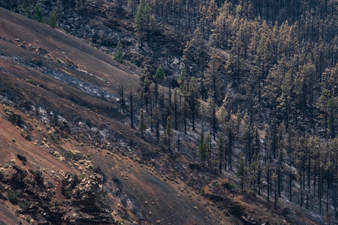 El Gobierno canario activa el nivel 2 del incendio forestal en Tenerife El Gobierno canario activa el nivel 2 del incendio forestal en Tenerife