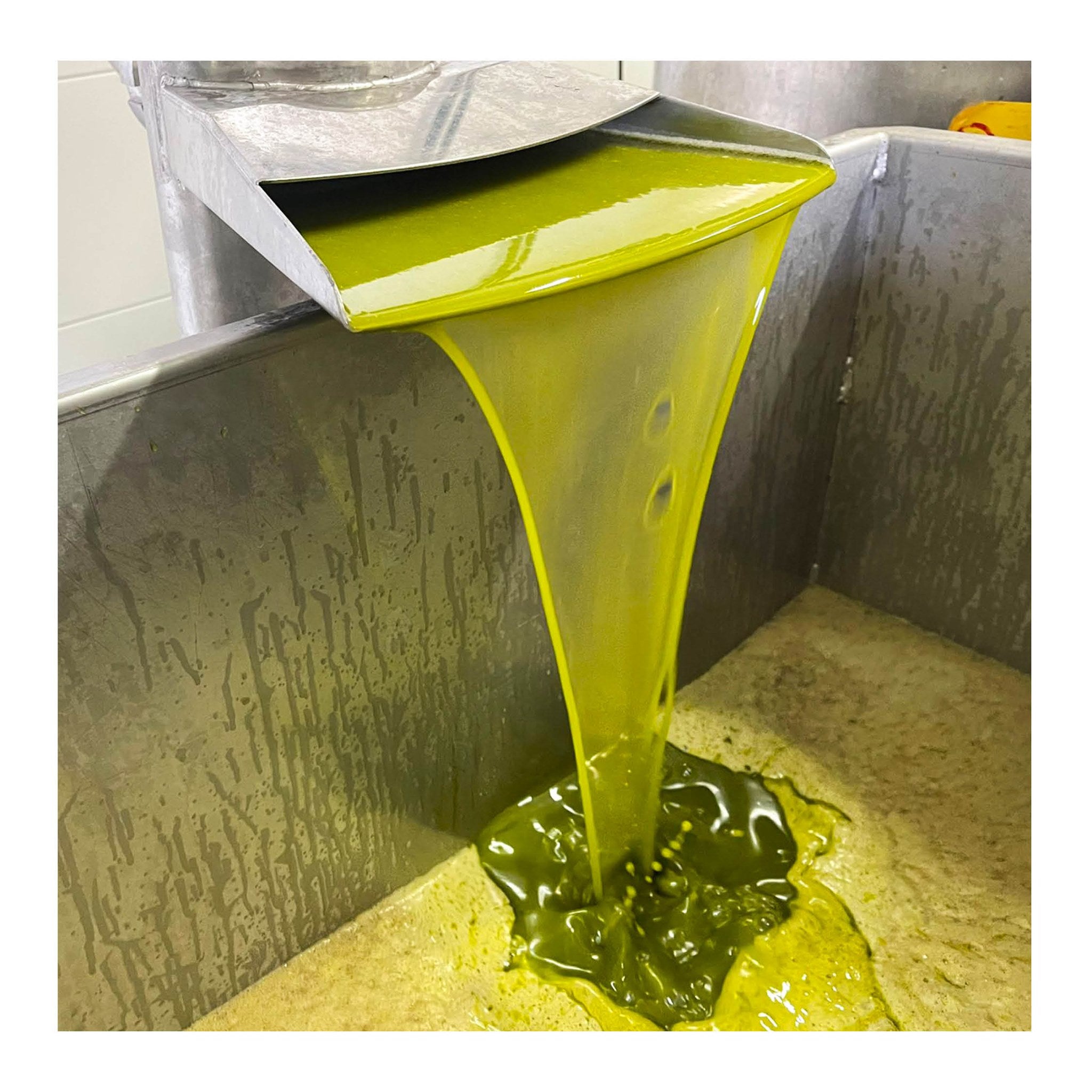 COLIVAL calcula un descenso de la producción de aceituna del 40% COLIVAL calcula un descenso de la producción de aceituna del 40%