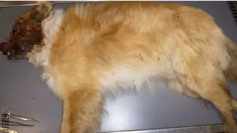Perro muerto Navarra