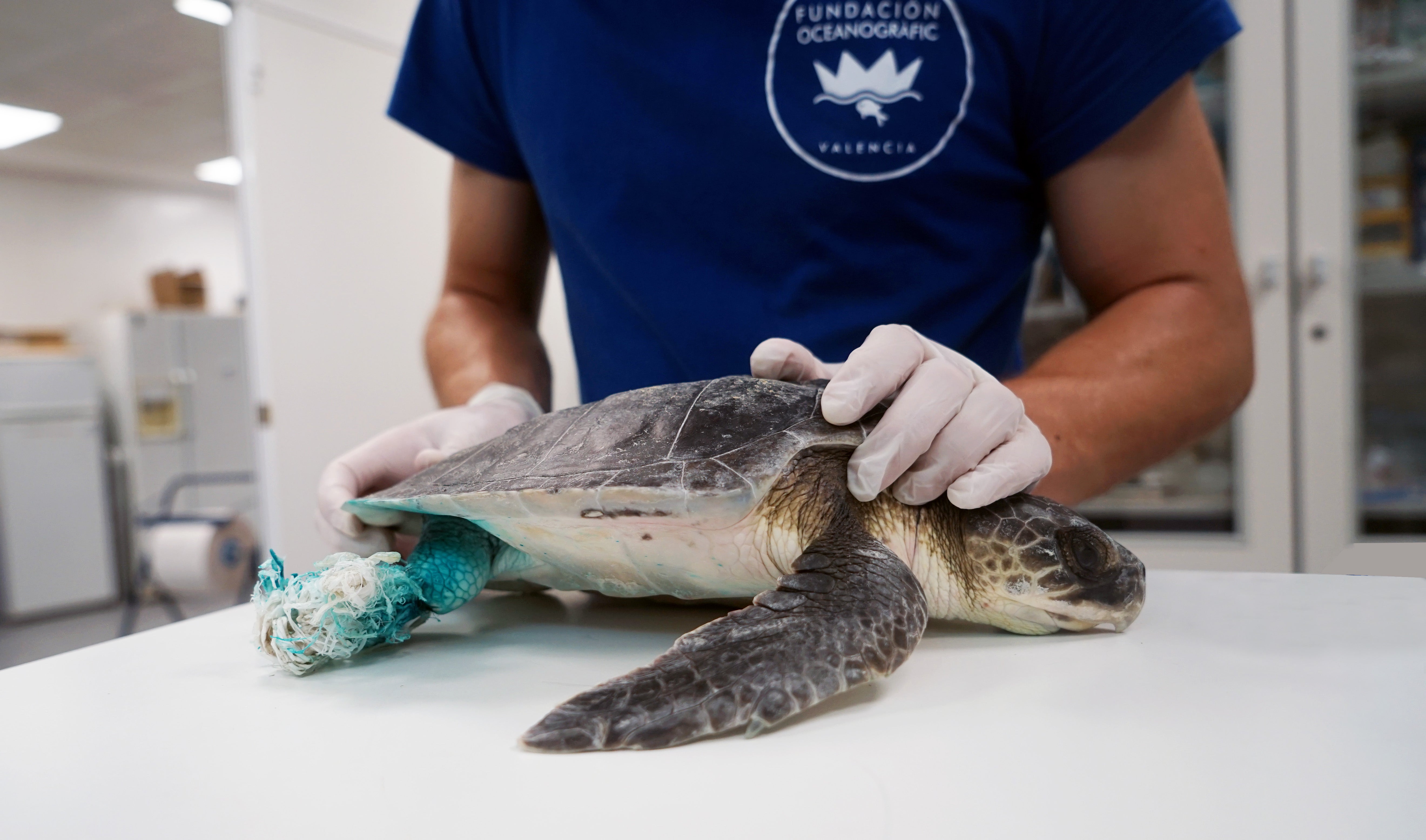 Más de la mitad de las tortugas atrapadas en redes de pesca sufren el 'síndrome del buzo' Más de la mitad de las tortugas atrapadas en redes de pesca sufren el 'síndrome del buzo'