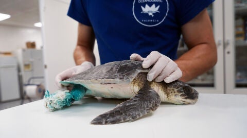 La tortuga kempii a su ingreso en el ARCA del mar 
