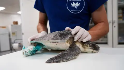 La tortuga kempii a su ingreso en el ARCA del mar La tortuga kempii a su ingreso en el ARCA del mar
