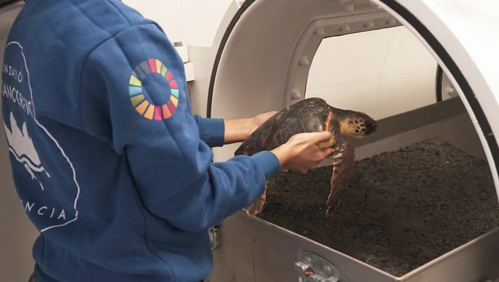 El equipo de veterinaria introduce a la tortuga con embolia gaseosa en la cámara hiperbárica