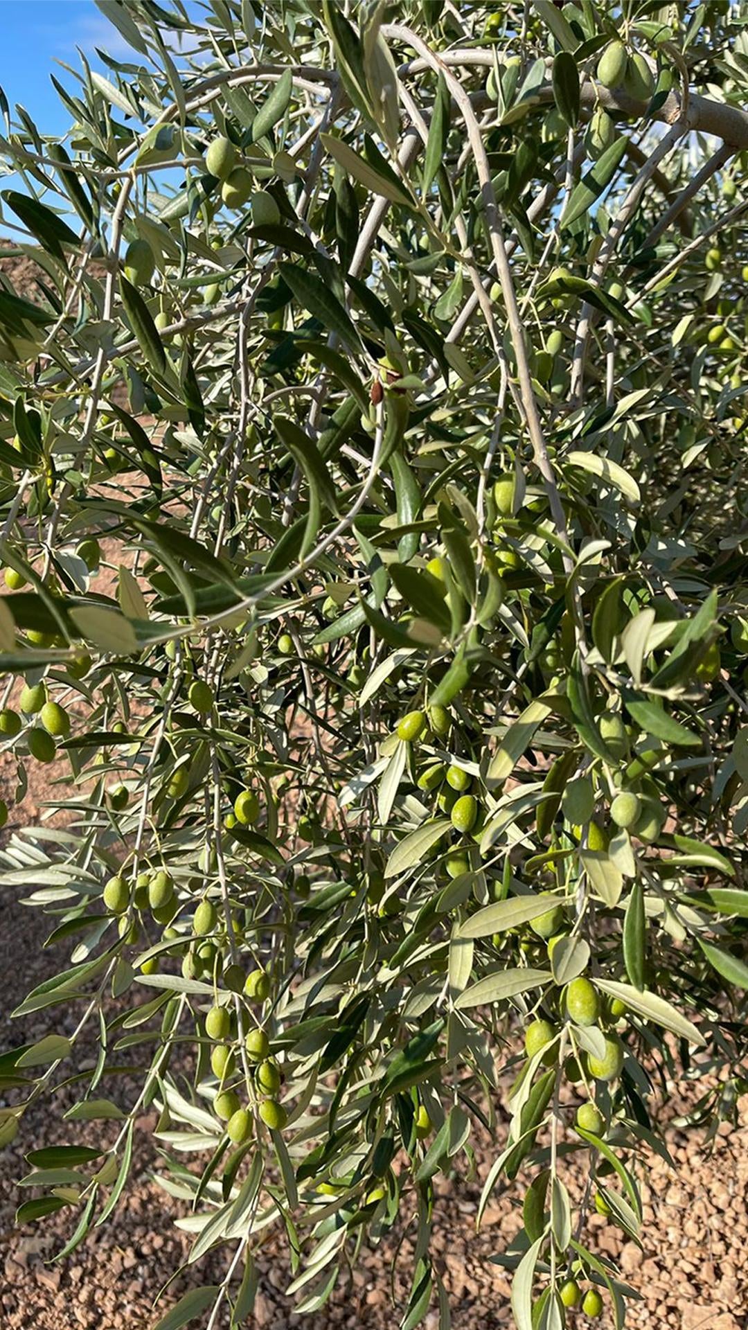 La Cooperativa Olivarera de Valdepeñas abre sus puertas para la recogida de la aceituna en verde La Cooperativa Olivarera de Valdepeñas abre sus puertas para la recogida de la aceituna en verde