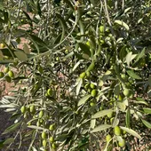 Recogida aceituna en verde Recogida aceituna en verde