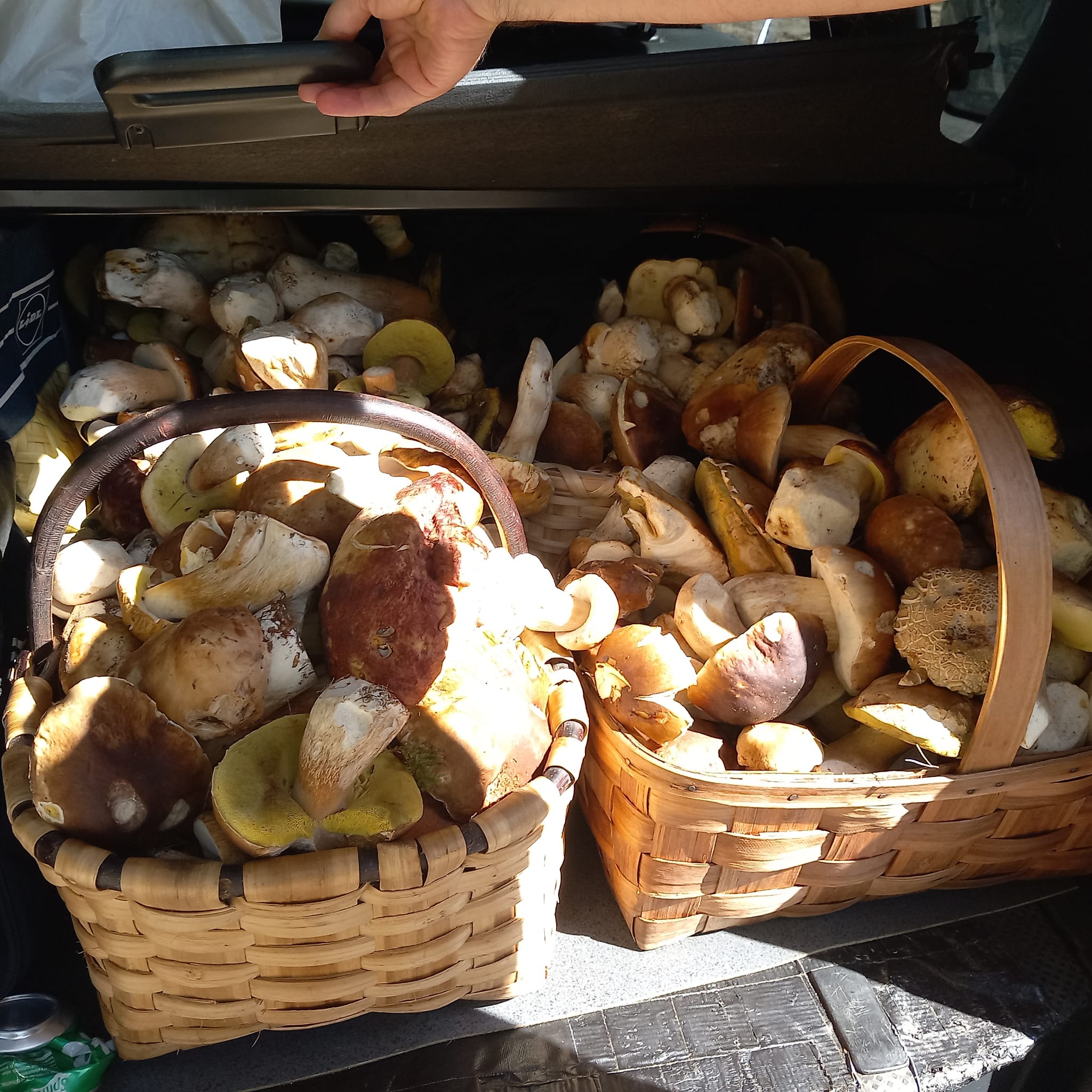 Los frutos del otoño Los frutos del otoño