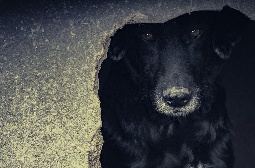 Primeros efectos de la Ley de Bienestar Animal: desinformación y abandonos Primeros efectos de la Ley de Bienestar Animal: desinformación y abandonos