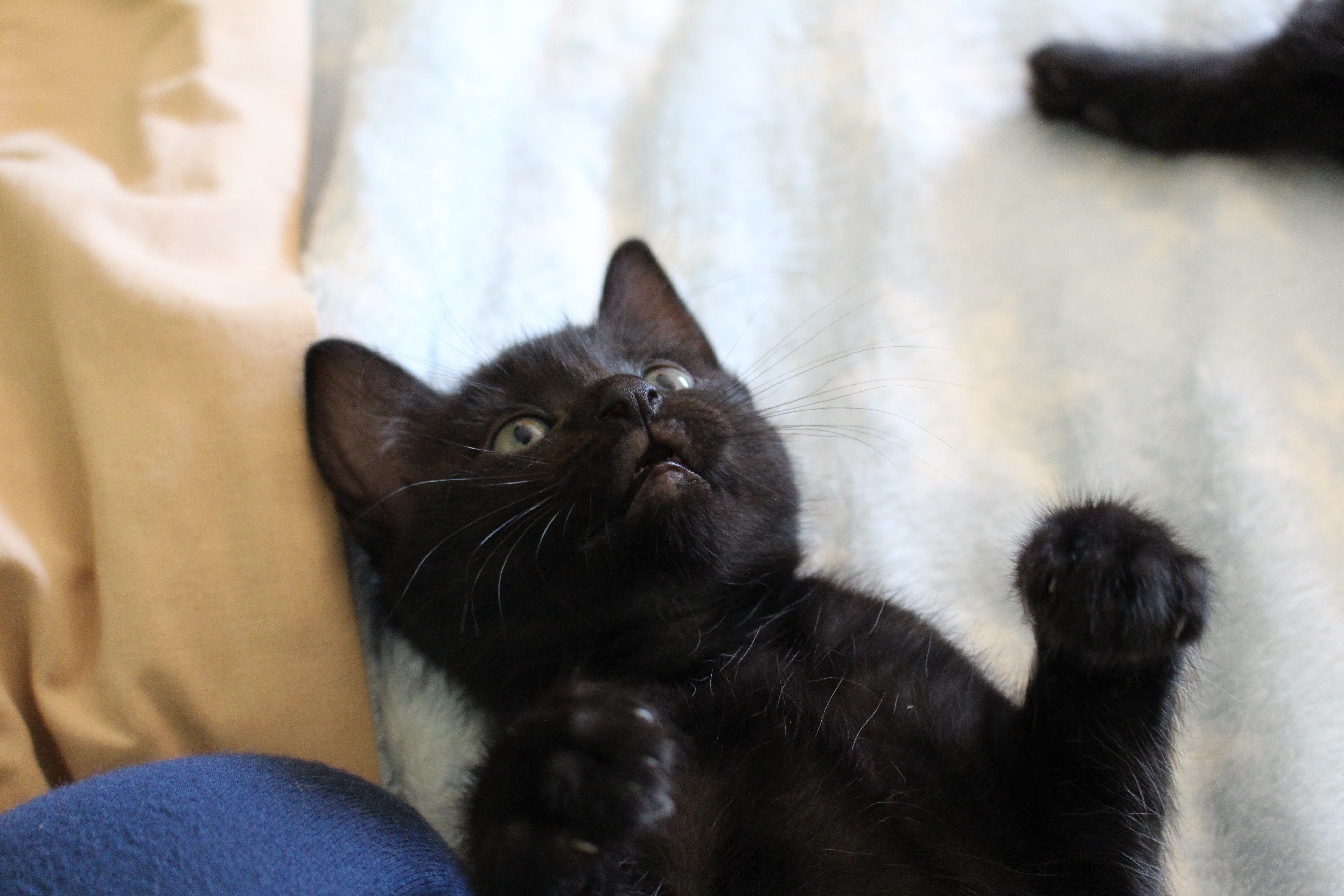 Por qué las protectoras evitan dar en adopción gatos negros en Halloween: "Preferimos no arriesgar" Por qué las protectoras evitan dar en adopción gatos negros en Halloween: "Preferimos no arriesgar"
