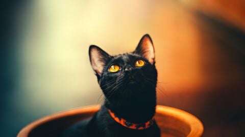 Adopci&oacute;n de gatos negros en Halloween