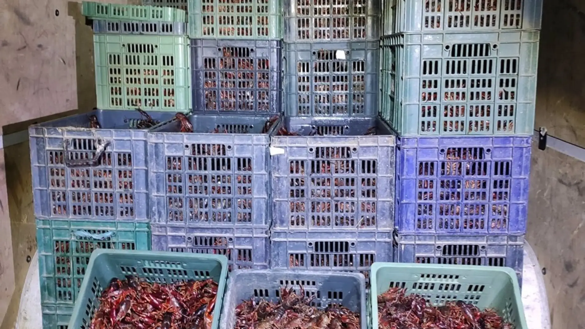 Intervienen en Almendralejo 1.500 kilos de cangrejos rojos de río transportados sin autorización