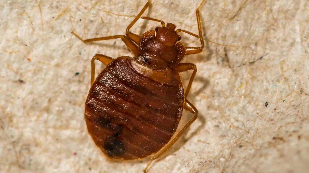 Las chinches, una plaga difícil de erradicar Las chinches, una plaga difícil de erradicar