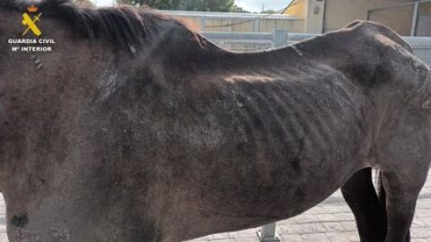 Estado que presentaba el animal localizado en una caballeriza de Tablada.