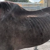 Estado que presentaba el animal localizado en una caballeriza de Tablada. Estado que presentaba el animal localizado en una caballeriza de Tablada.