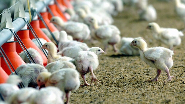 Pollos en una granja avícola