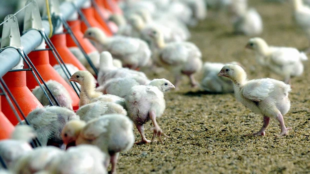 Pollos en una granja avícola